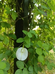 Clitoria ternatea albiflora