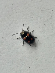 Cryptocephalus
