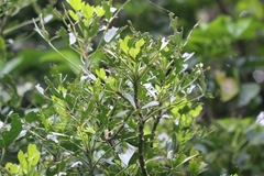 Pseudopanax lessonii