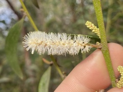 Acacia calyculata