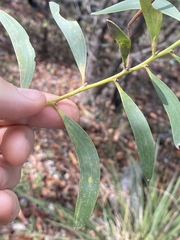 Acacia calyculata