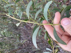 Acacia calyculata