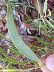 Acacia calyculata