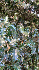 Ilex aquifolium