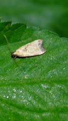 Lecithocera