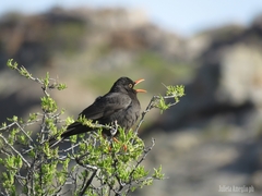 Turdus chiguanco
