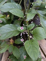 Paederia foetida