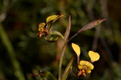 Diuris oraria