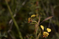 Diuris oraria