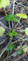 Viola collina