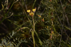 Diuris oraria