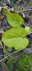 Viola collina