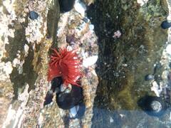 Anemonia alicemartinae