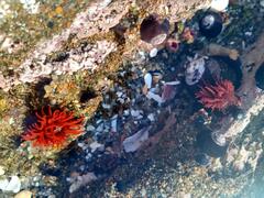 Anemonia alicemartinae