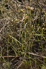 Diuris oraria