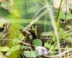 Cryptostylis leptochila