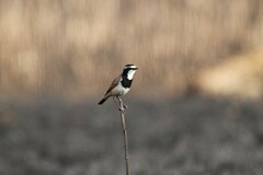 Oenanthe pileata pileata