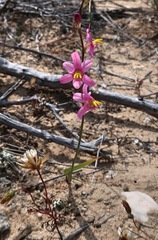 Ixia scillaris toximontana