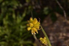 Conostylis robusta