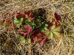 Potentilla crantzii