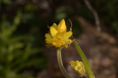 Conostylis robusta