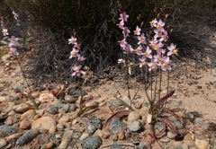 Ixia scillaris toximontana