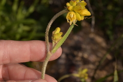 Conostylis robusta