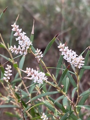 Leucopogon australis
