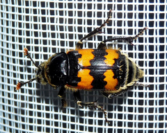 Nicrophorus vespillo