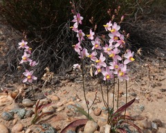 Ixia scillaris toximontana