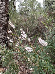 Leucopogon australis
