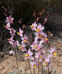 Ixia scillaris toximontana