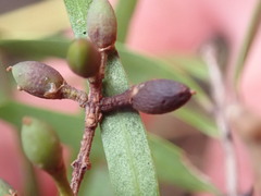 Nestegis montana