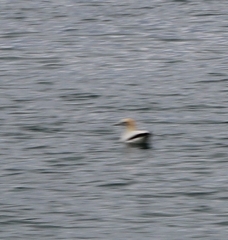 Morus serrator
