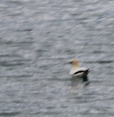 Morus serrator