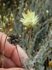 Syncarpha speciosissima