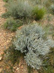 Syncarpha speciosissima