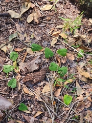 Ipomoea pandurata