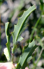 Jacksonia floribunda