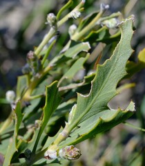 Jacksonia floribunda