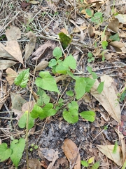 Ipomoea pandurata