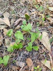 Ipomoea pandurata