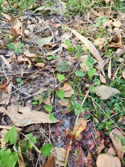 Ipomoea pandurata