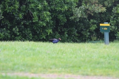 Porphyrio melanotus melanotus