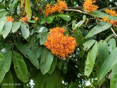 Saraca thaipingensis