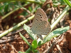 Zizeeria karsandra