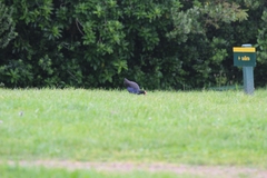 Porphyrio melanotus melanotus