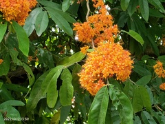 Saraca thaipingensis