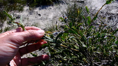 Jacksonia floribunda