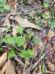 Ipomoea pandurata